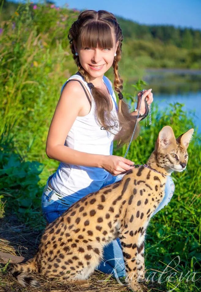 Какого роста саванна. Сервал саванна ф1. сервал каракет. сервал каракал саванна. кошка саванна и сервал.