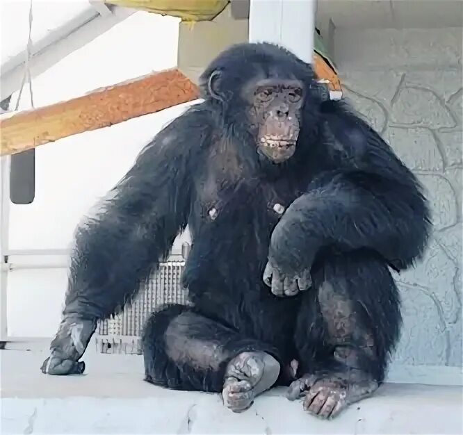 Обезьяна во дворце мем. Chimp in russia. Шимпанзе бони. Шимпанзе бони. Шимпанзе бони.