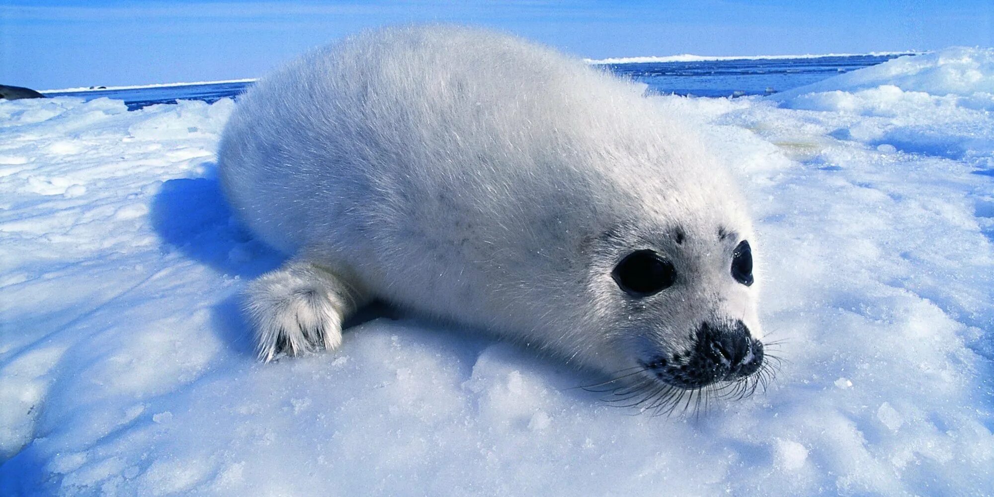 Обитатели северного и южного полиса. Ластоногие антарктиды. Животные южного полюса для детей. Кто живет на южном полюсе. Обитатели южного полюса.