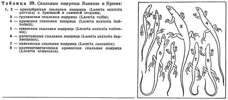 Скальные ящерицы партеногенез. Этапы развития ящерицы. Развитие ящерицы схема. Этапы размножения ящерицы. Стадии развития ящерицы.