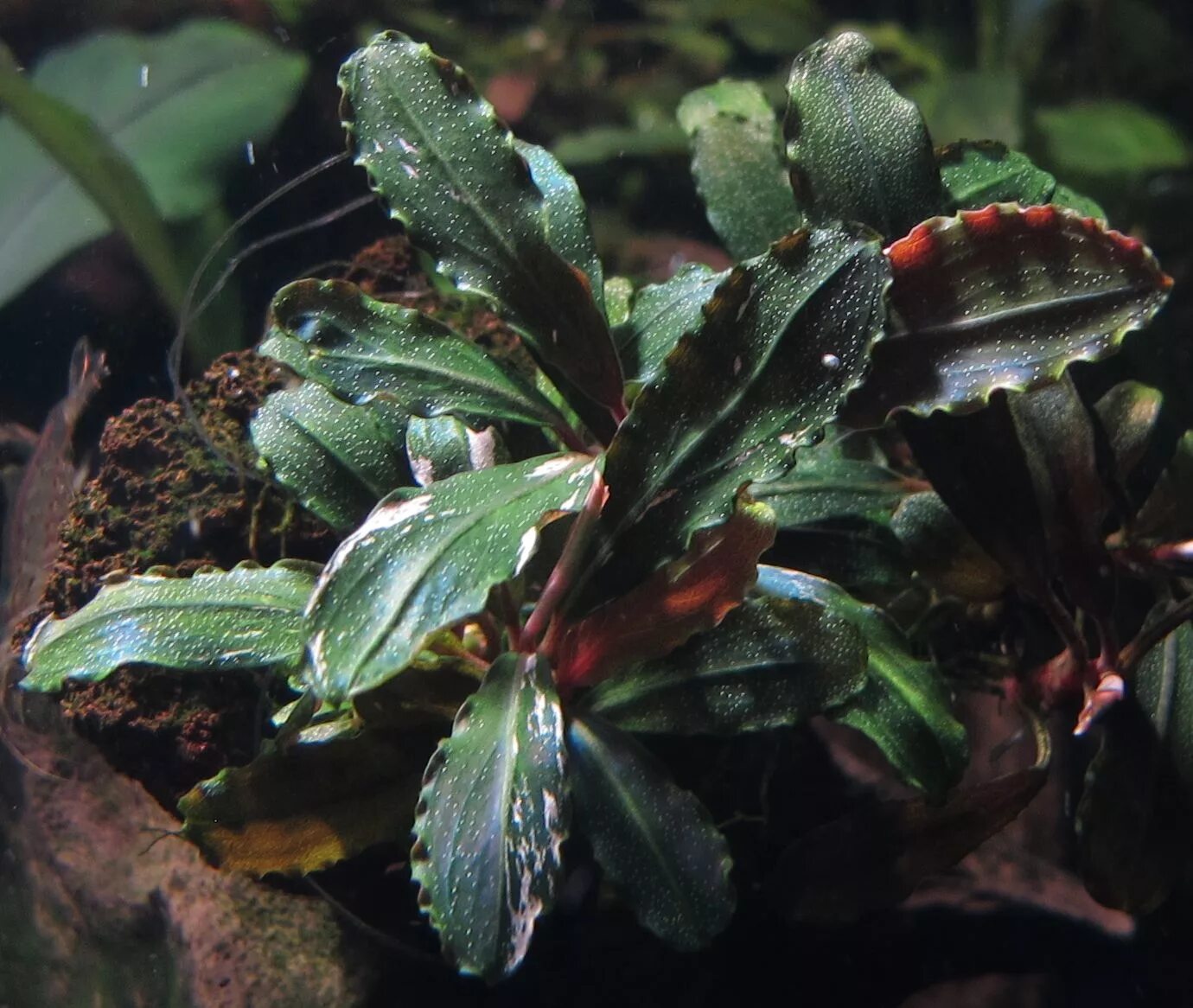 буцефаландра калимантан. буцефаландра мотлеяна. буцефаландра sp. аквариумные растения буцефаландры. буцефаландра таиландский.