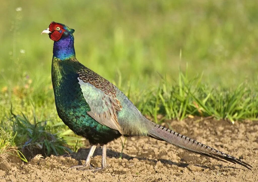 National bird. Зеленый фазан Кидзи. Японский фазан Кидзи. Зелёный фазан Япония. Фазан румынский изумрудный.