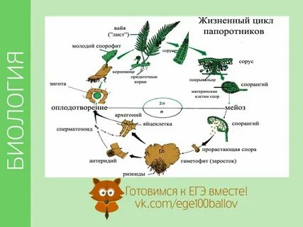 Цикл развития папоротника 7 класс биология