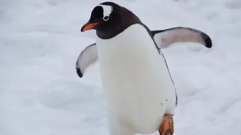 Видео пингвин с пятницей