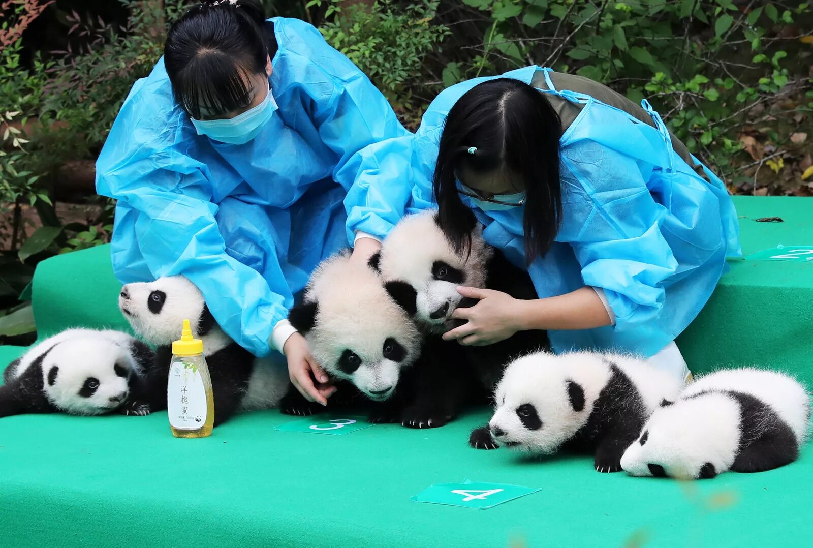 Включи новую панду. Чэнду панды. Сычуань Чэнду панды. Чэнду Китай панды. Большая Панда обниматель панд.