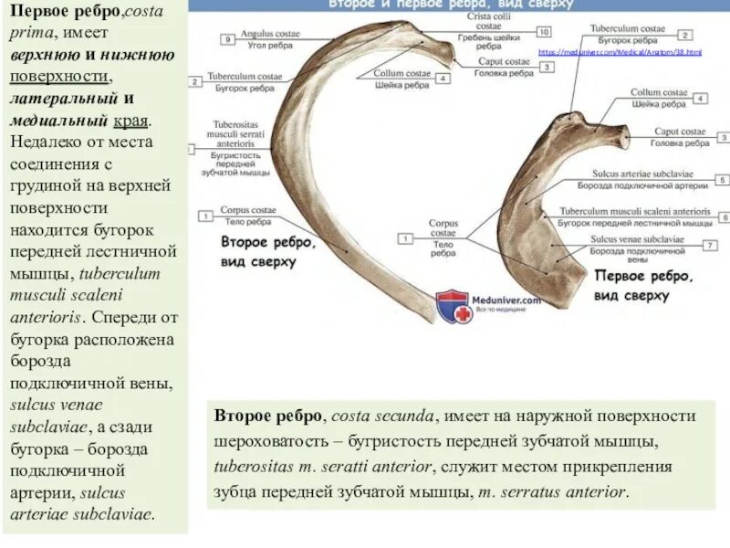 Бугорок передней лестничной мышцы