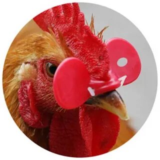 Chicken glasses