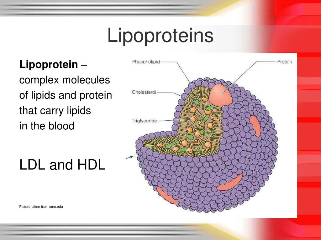 Липопротеин. Липопротеин молекула. Lipoprotein structure. HDL lipoproteins.