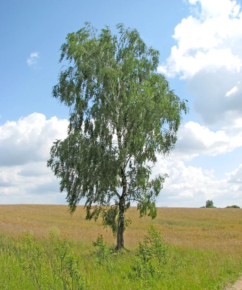 Береза одно из самых распространенных. Доклад про березу. Берёза + берёза. Березовая роща в константиново. Береза одно из самых распространенных.