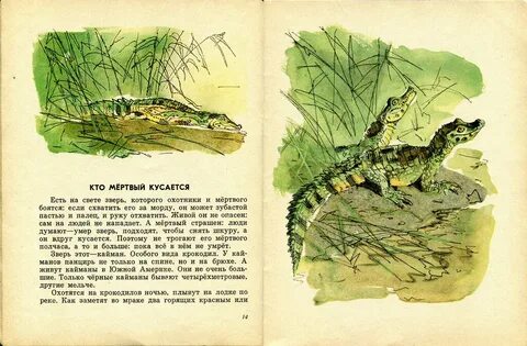 Акимушкин кто без крыльев летает