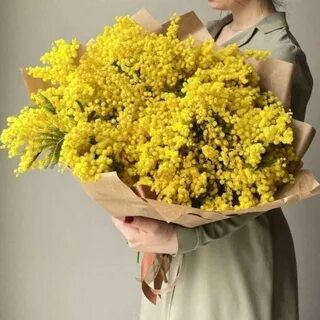 Мимоза цветы магазин