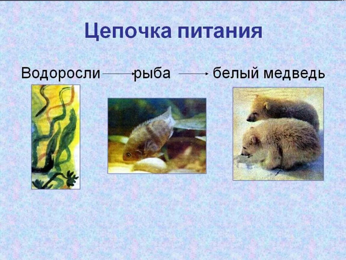 Модель цепи. Модель цепи питания 3 класс окружающий мир. модель цепи питания 3 класс окружающий мир модель. три цепи питания животных. цепи питания 3 класс окружающий мир.