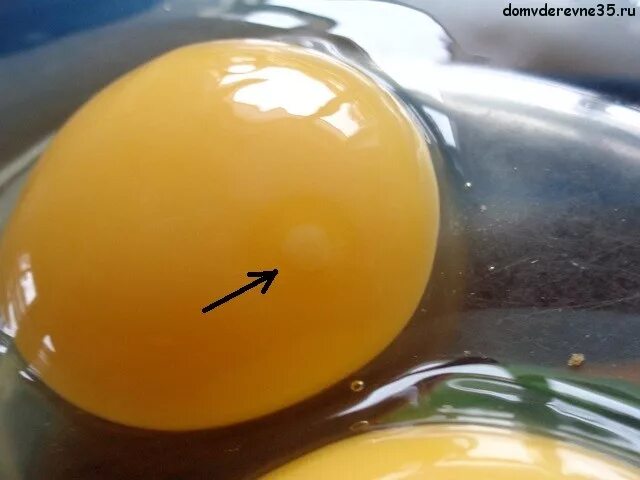 Как определить оплодотворенное яйцо курицы. Оплодотворенное яйцо и неоплодотворенное яйцо. Зародышевый диск оплодотворенного яйца. Неоплодотворенные яйца курицы. Бластодиск оплодотворенного яйца.