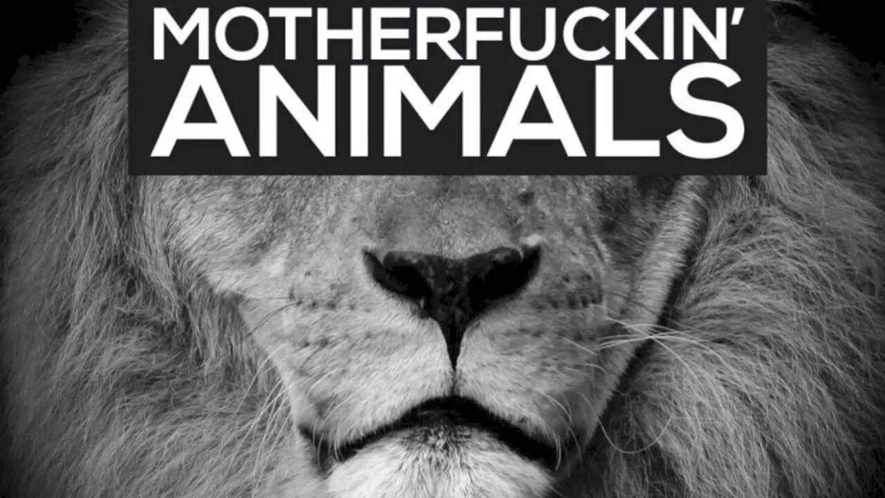 Песня анимал. Обложка на песню animals. Animals песня. Песня анимал. Martin garrix animals обложка.