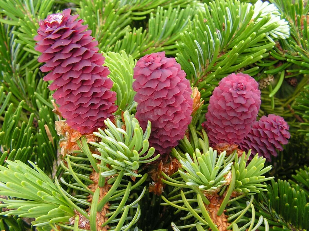 Северные хвойные породы. Ель Аянская шишки. Ель Аянская (Picea jezoensis). Пихта Аянская.