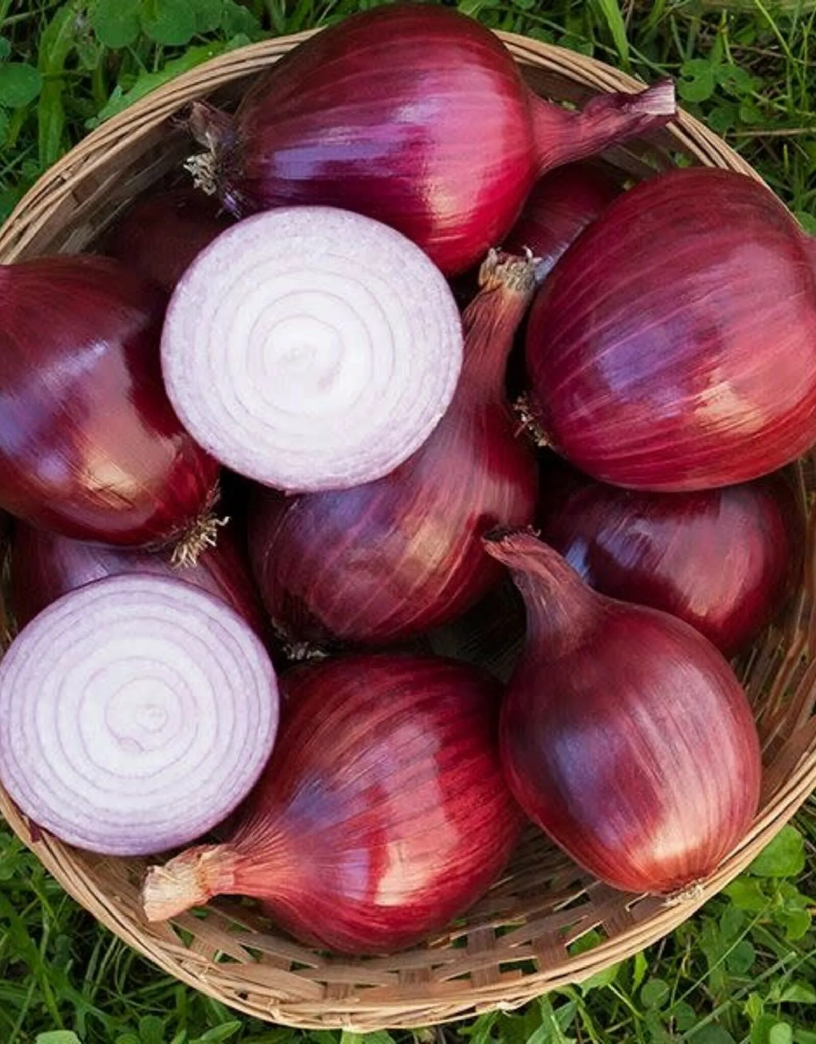 Red onion
