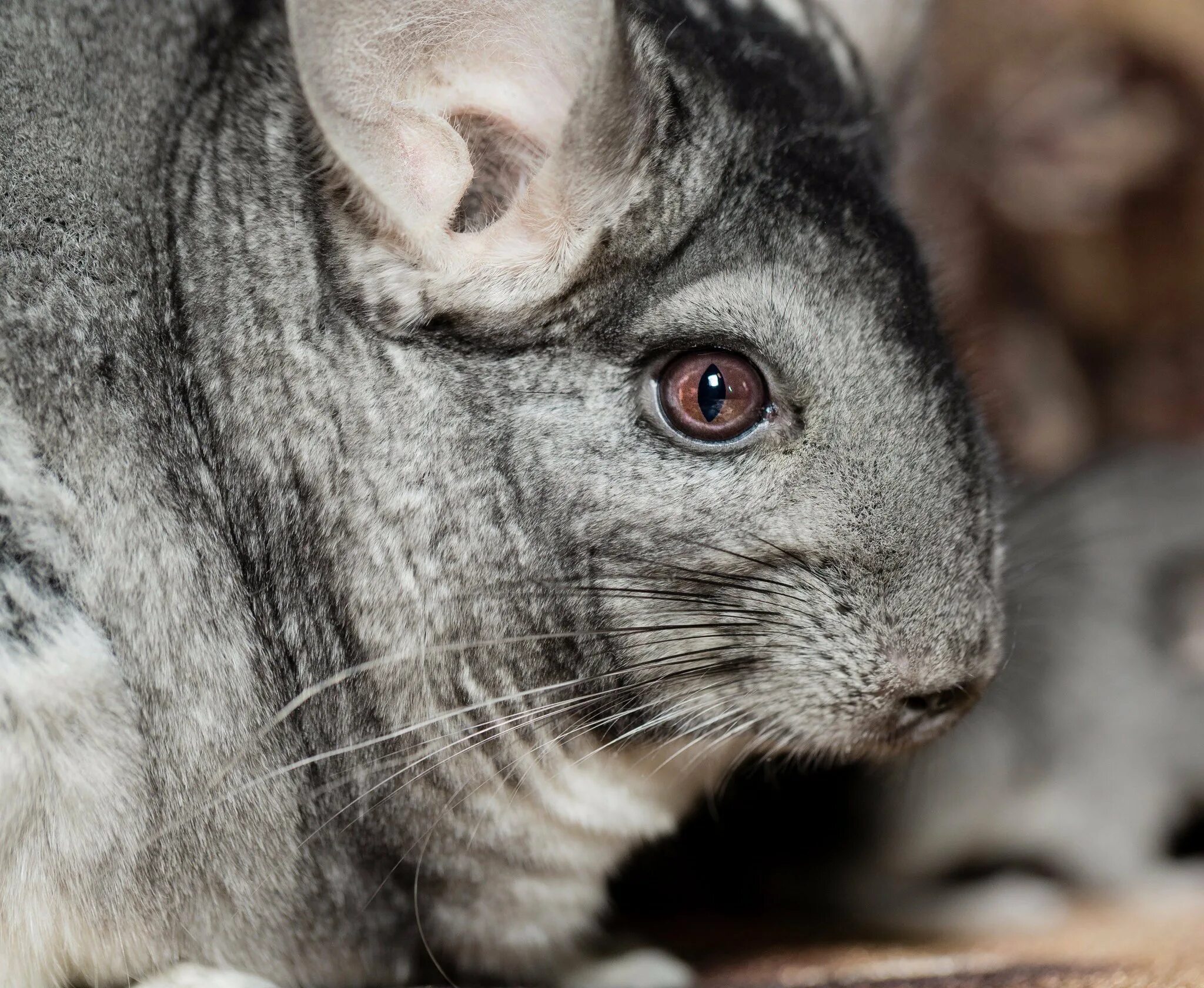 глаза шиншиллы. слепая шиншилла. шиншилла и шиншилленок. глаза шиншиллы. катаракта глаза у шиншиллы.
