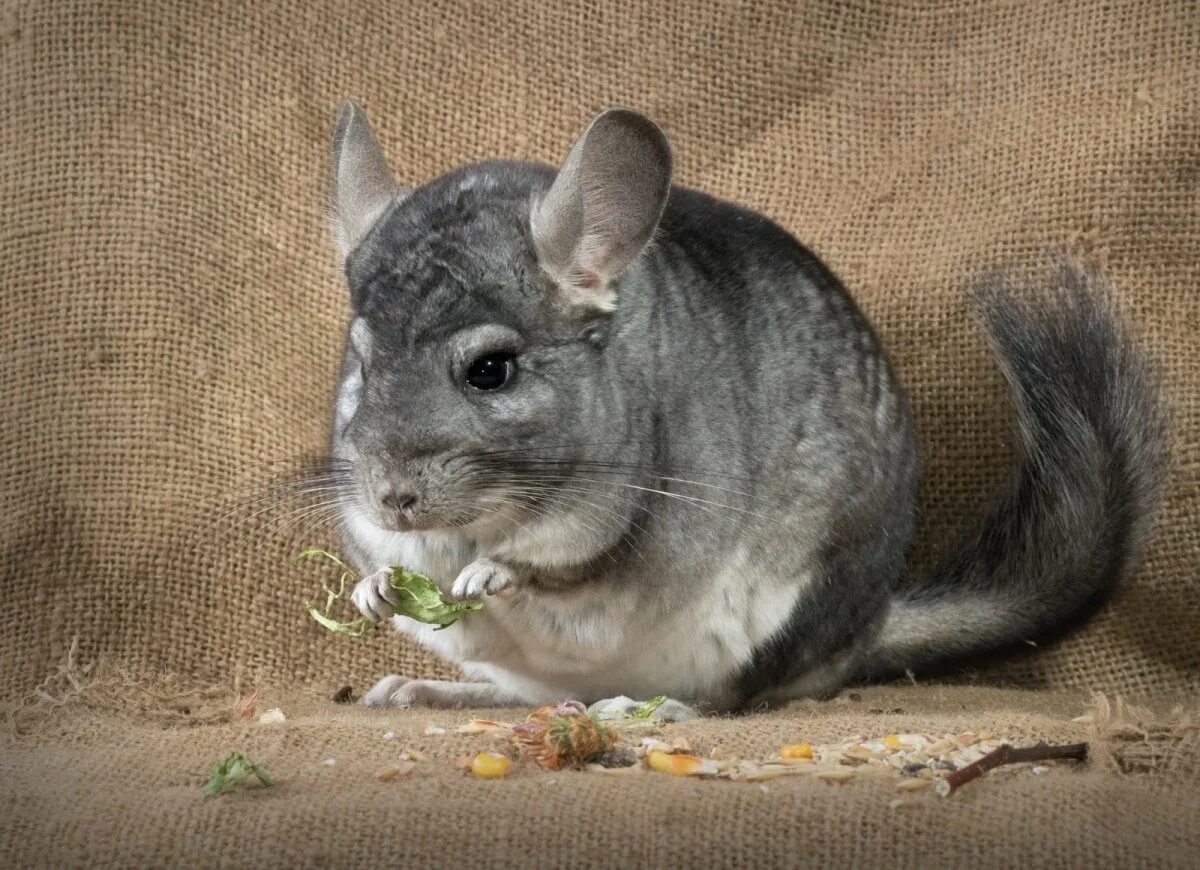 Австралийская шиншилла. Шинша. Короткохвостая шиншилла. Аргентинская шиншилла. Королевская шиншилла.
