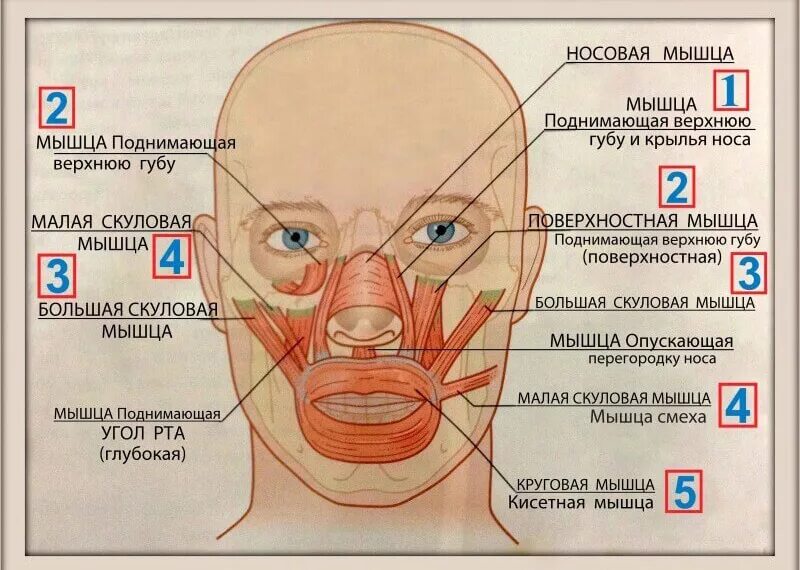 Левый угол рта. Мышца поднимающая верхнюю губу и крыло носа. Мышцы лица. Мышцы лица схема. Пыщца полнимадшая вернхнюю губу.