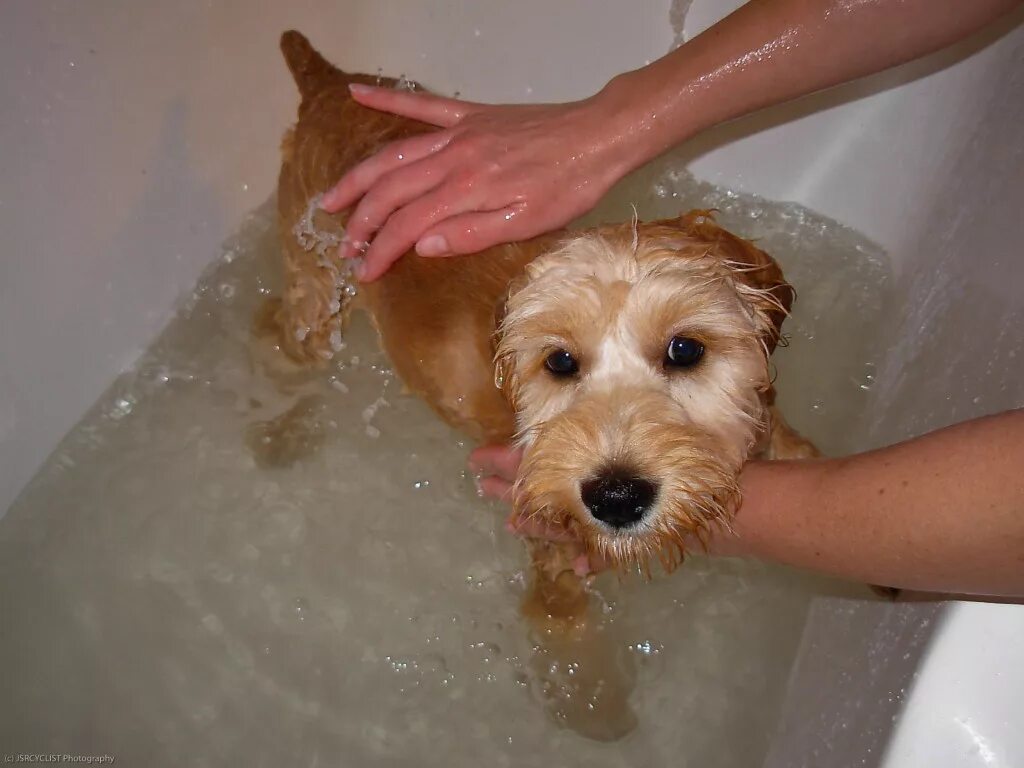 Сколько раз мыть собаку. Собака моется. Собака купается. Щенок купается. Щенок моется.