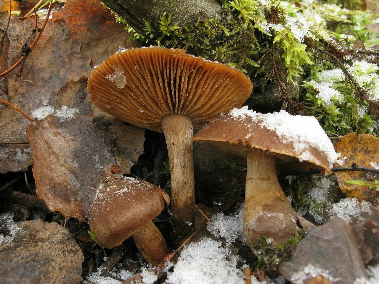 Грибы сибири фото и названия. Cortinarius betuletorum. Паутинник редечный. Горный паутинник гриб. Пластинчатые грибы Северо Запада России
