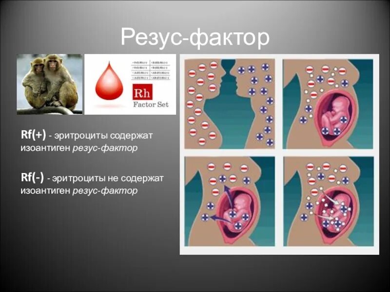 Антиген резус rh. Резус фактор. Резус фактор на эритроците. Резус фактор rh. Система rh эритроцитов резус фактор.