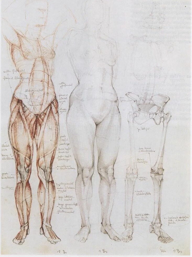 Фигура человека анатомия. Готфрид Баммес изображение фигуры человека 1984. Пластическая анатомия Годфрид Балес. Пропорции человека Баммес Готфрид. Готфрид Баммес пластическая анатомия.