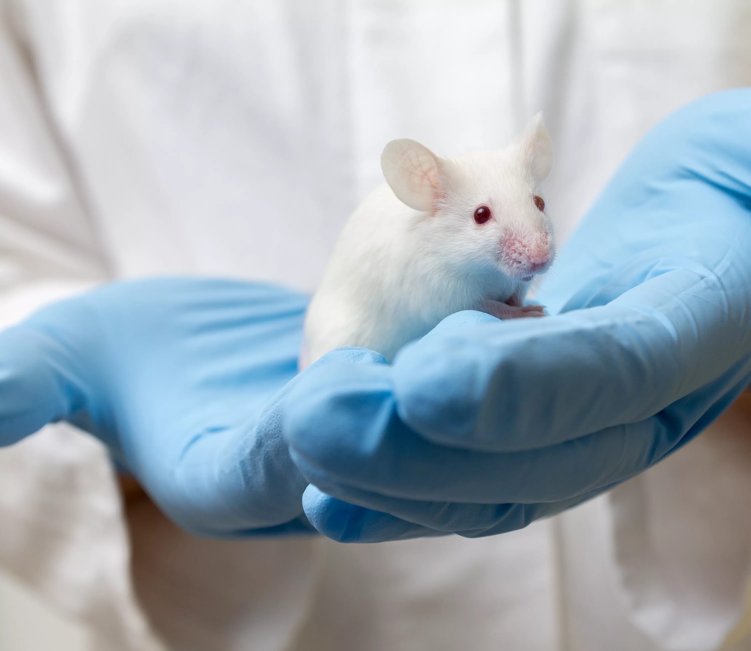 Экспериментальная мышь. Лабораторные мыши. Лабораторная крыса. Экспериментальные мыши. Опыты на мышах.