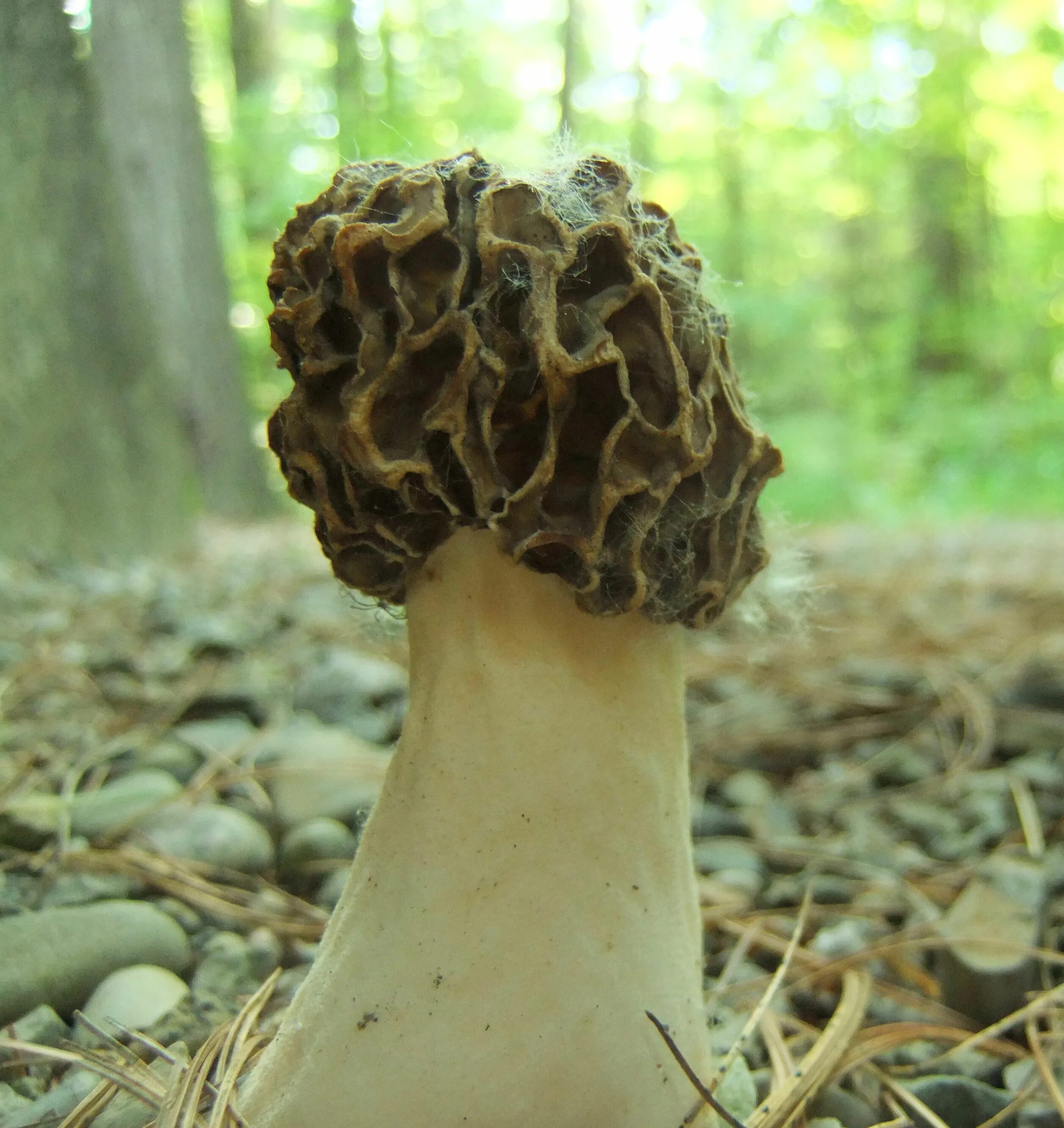 сморчок луговой. королевский сморчок гриб. сморчки грибы. сморчок и строчок. сморчок похожие.
