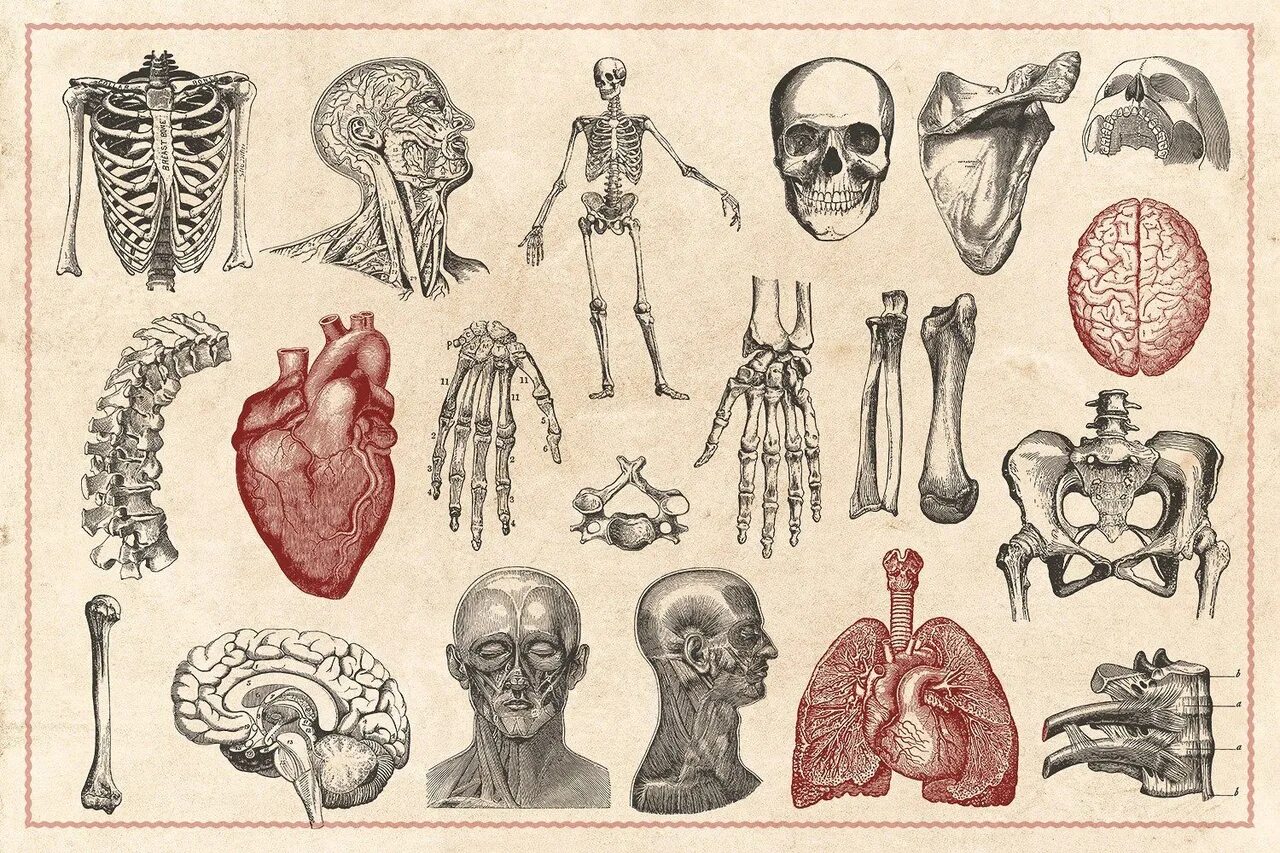 Анатомия картинки. Анатомические плакаты. Анатомия человека иллюстрации.