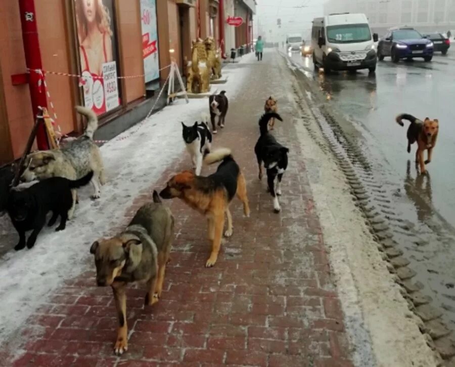 Много собак на улице. Бродячие собаки. стаи бездомных собак в городе. стаи бродячих собак в городе. стаи собак в городе.