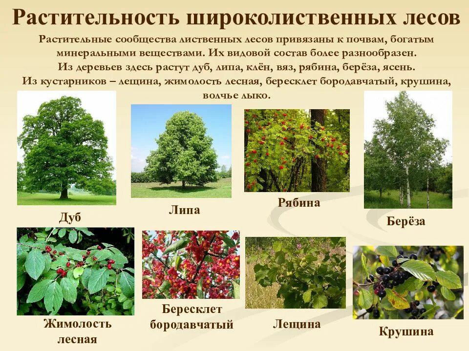 Какое дерево является самым распространенным