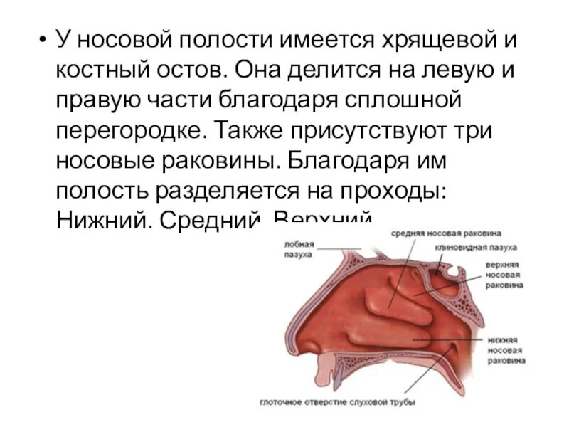 Костный остов полости носа. Функции полости носа. Функции носовой полости человека. Полость носа характеристика.