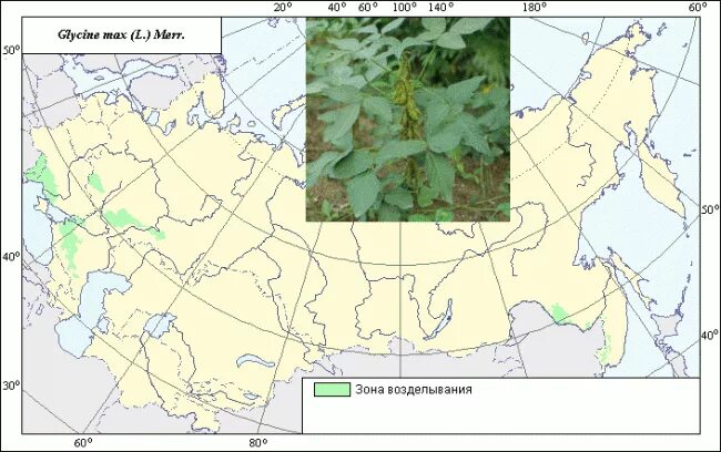 Районы выращивания на карте. Соя ареал. Женьшень ареал произрастания. Место произрастания сои. Районы произрастания сои.