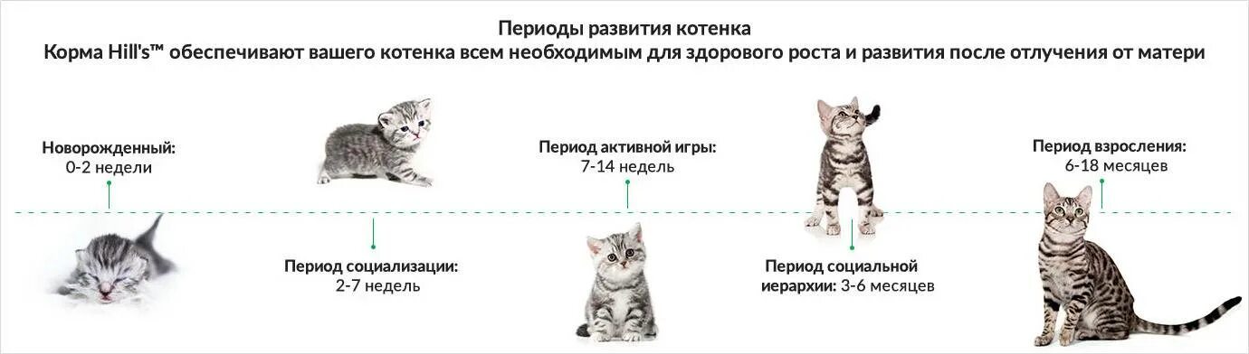 Как узнать срок кошки. Котёнок в 2 месяца размер. Стадии развития котенка по неделям. Взросление котенка по месяцам. Как понять сколько месяцев котенку.