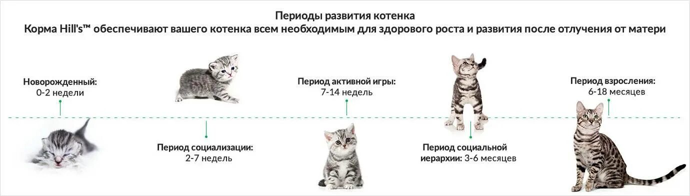 Кота нет неделю