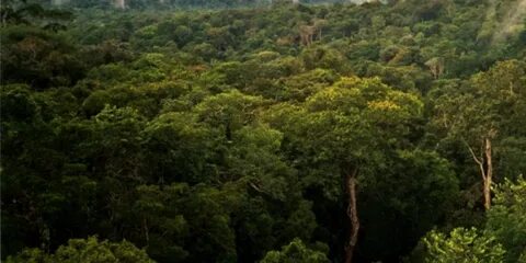 Крупнейший тропический лес в мире