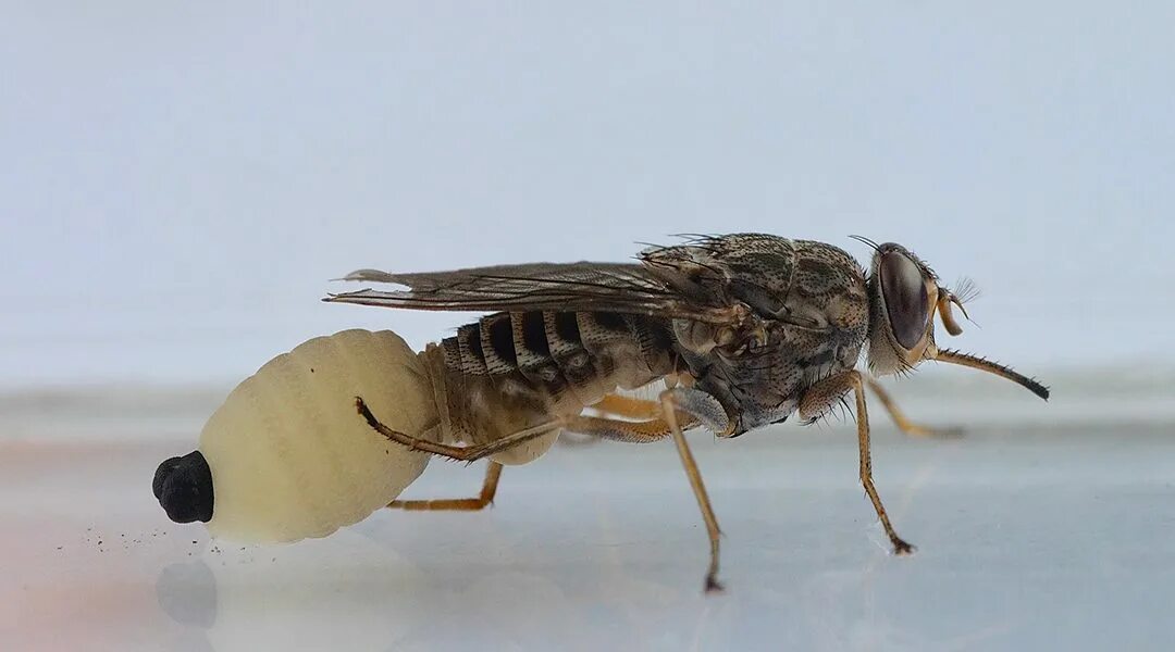 Tsetse fly. Муха ЦЕЦЕ. Африканская Муха ЦЕЦЕ.