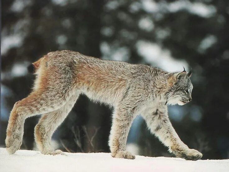 Рысь 2 значения. Канадская рысь. пещерная рысь lynx issiodorensis.
