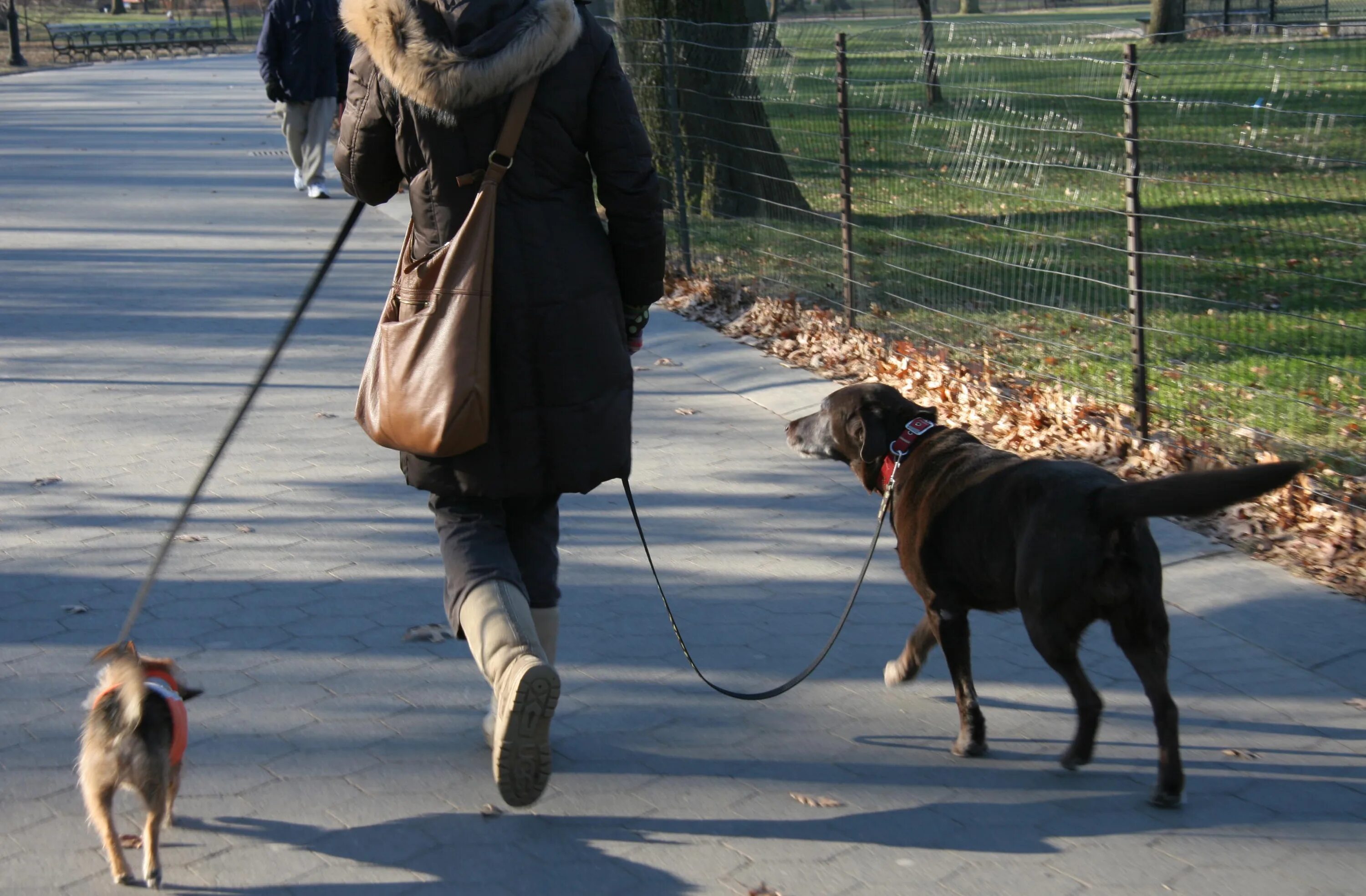 Выгул собак. Выгульщик собак. Выгуливать собаку. Человек выгуливает собаку.