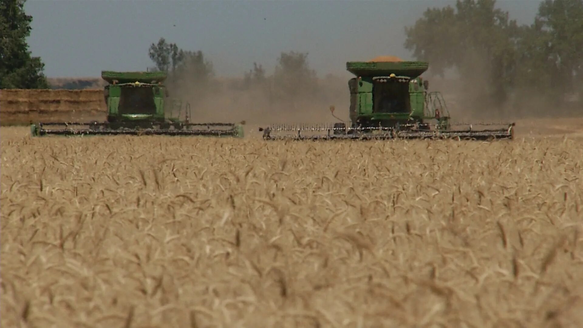 Выращивание пшеницы в китае. Поля пшеницы в китае. Montana grain. Плантации пшеницы в китае. Зерновые культуры китая.