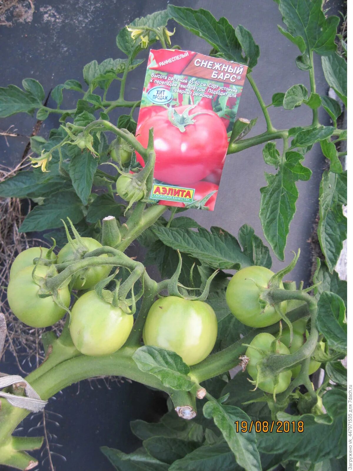 томат снежный барс. снежная сказка томат описание. томат снежный. томат снежок. томат снежный барс аэлита.