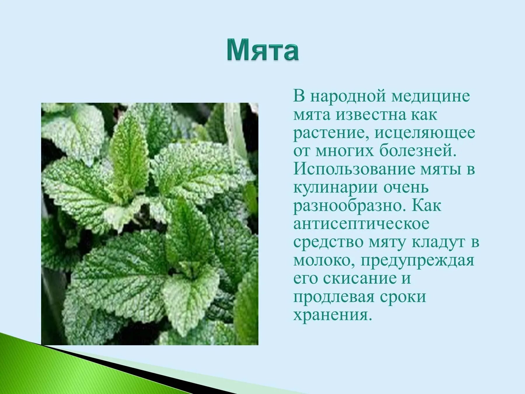 Составить и записать текст о растении