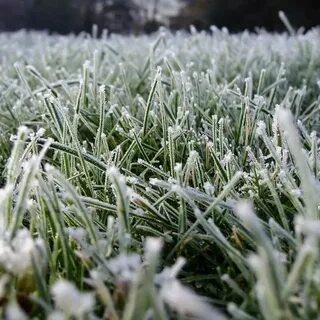 Ночью пришел первый заморозок