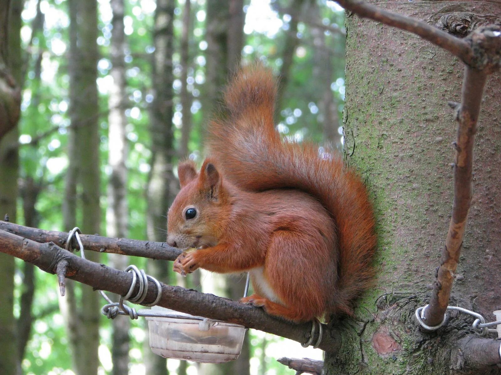 досуг благовещенск белочки
