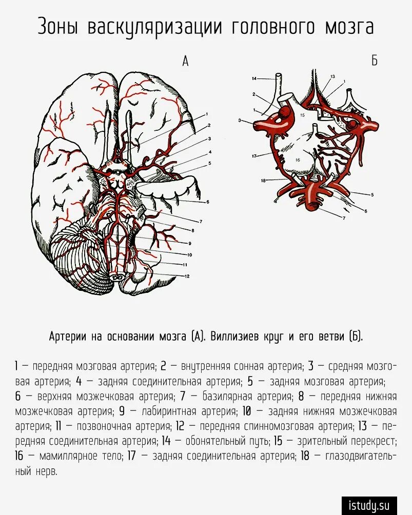 Мозговые артерии латынь. Ветви средней мозговой артерии анатомия. Кровообращение мозга. Виллизиев круг.. Сосуды головы Виллизиев круг. Задняя мозговая артерия анатомия.