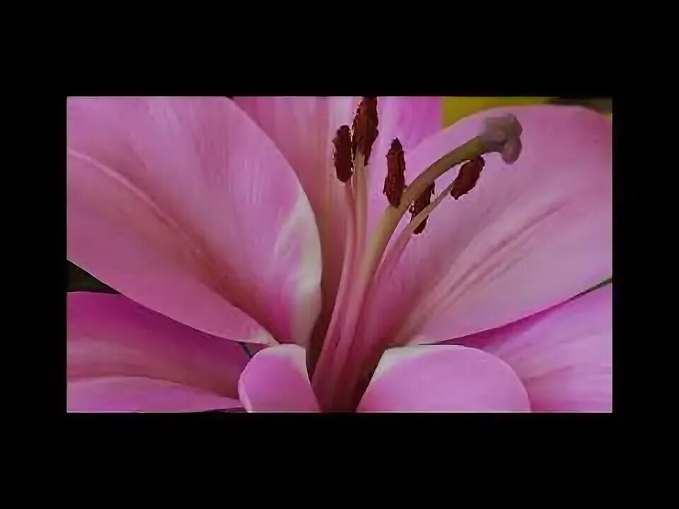 Пин на доске ЛИЛИЯ / lily