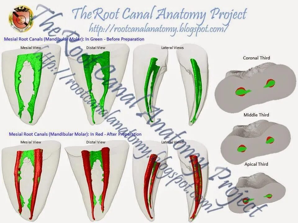 Project root