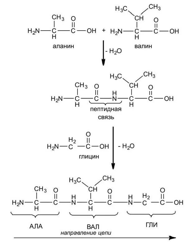 Схема полипептида. Лейцин Валин лизин трипептид. Глицин лизин Валин. Трипептид Валин. Лизин+аланин+Валин.