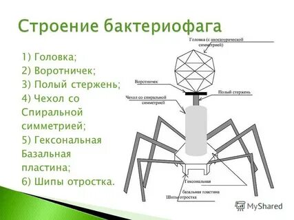 Укажите структуры бактериофага